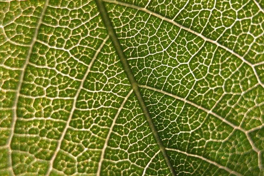 microscopic image of plant leaf
