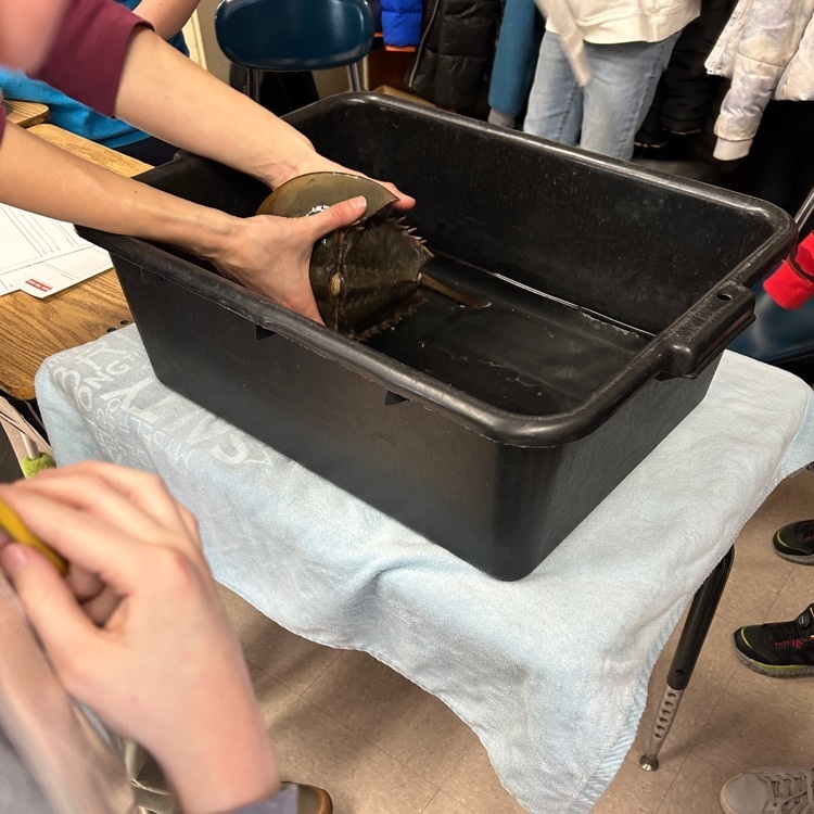 save the bay showing students a horseshoe crab